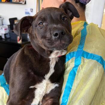 Pit Bull Terrier and Mixed Breed Dogs Available for Adoption - Kumar | PetCurious