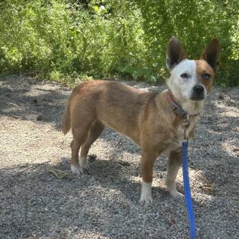 Gucci -  Terrier and Mixed Breed Dog for Adoption in Greenville, Pennsylvania - Gucci | PetCurious