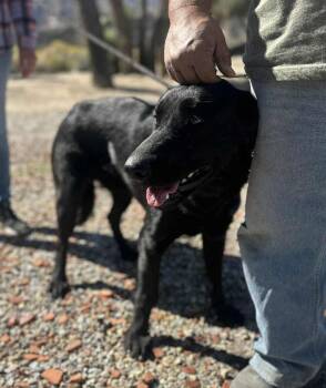Rescue Flat Coated Retriever and Black Labrador Retriever Dogs for Adoption in Ventura, California - Goose | PetCurious