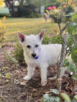 Barry White -  West Highland White Terrier Westie Dog for Adoption - Barry White | PetCurious