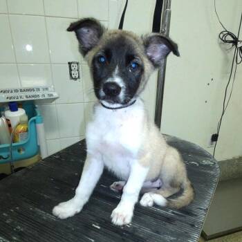 IVHS-Stray-139956 -  Shepherd and Mixed Breed Dog for Adoption in San Gabriel, California - IVHS-Stray-139956 | PetCurious