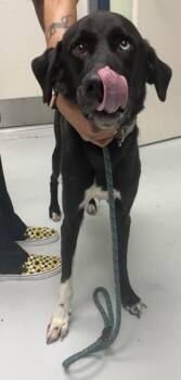 Remi -  Labrador Retriever and Mixed Breed Dog for Adoption in Savannah, Georgia - Remi | PetCurious