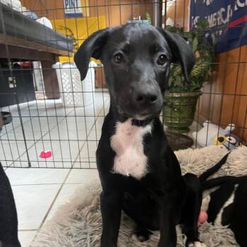 Trixie -  Hound and Mixed Breed Dog for Adoption in Merritt Island, Florida - Trixie | PetCurious
