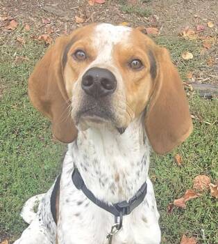 Barnaby -  Coonhound Dog for Adoption in Salem, Oregon - Barnaby | PetCurious
