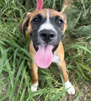 Rescue Black Mouth Cur Dogs for Adoption in Harlingen, Texas - Callie | PetCurious