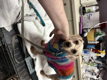 Rescue Miniature Poodle and Cockapoo Dogs for Adoption - Vanessa | PetCurious