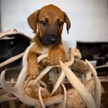 Geb -  Mixed Breed Dog for Adoption in Monticello, Iowa - Geb | PetCurious