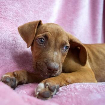 Rock -  English Bulldog and Labrador Retriever Dog for Adoption in Pawling, New York - Rock | PetCurious