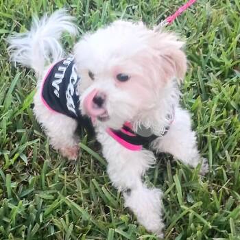 Cher Biscuit -  Shih Tzu and Mixed Breed Dog for Adoption in Houston, Texas - Cher Biscuit | PetCurious