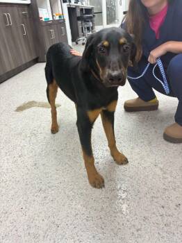 Bloodhound Dogs Available for Adoption in Marietta, Georgia - Rooster | PetCurious