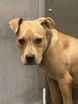 MONEYLINE -  Mixed Breed Dog for Adoption in Dallas, Texas - MONEYLINE | PetCurious