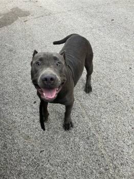 DRAKE -  Mixed Breed Dog for Adoption in Dallas, Texas - DRAKE | PetCurious