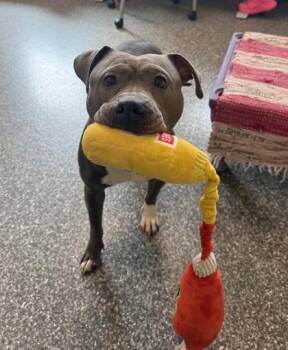 Pit Bull Terrier and Mixed Breed Dogs Available for Adoption in Westland, Michigan - Loretta | PetCurious