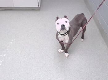 English Bulldog and Mixed Breed Dogs Available for Adoption in Omaha, Nebraska - MAVIS | PetCurious