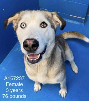 Hollandaise -  Anatolian Shepherd and Husky Dog for Adoption in Calgary, Alberta - Hollandaise | PetCurious
