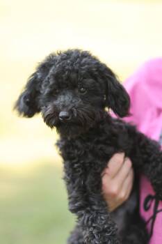 Miniature Poodle Dogs Available for Adoption in Monroe, North Carolina - Alexis | PetCurious