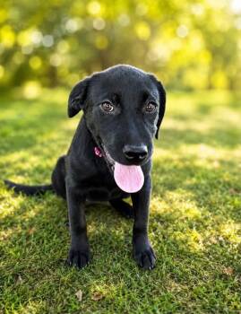 Summer -  Black Labrador Retriever and Labrador Retriever Dog for Adoption - Summer | PetCurious