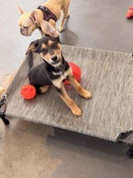 Sonny -  Australian Shepherd Dog for Adoption in Las Vegas, Nevada - Sonny | PetCurious