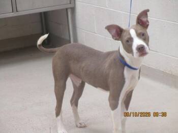(315) -  Pit Bull Terrier Dog for Adoption in Marietta, Georgia - (315) | PetCurious