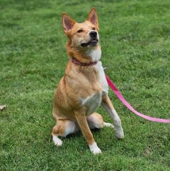 Rescue Australian Cattle Dog Blue Heeler and Basenji Dogs for Adoption in Broken Arrow, Oklahoma - Joan | PetCurious