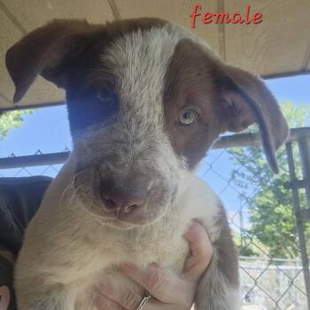 Cattle Dog and Pit Bull Terrier Dogs Available for Adoption in Armonk, New York - AAD Upcoming Arrival! Marina - 26071 | PetCurious