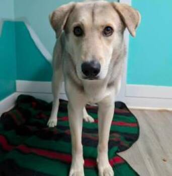 Tristan -  Shepherd and Siberian Husky Dog for Adoption in Cincinnati, Ohio - Tristan | PetCurious