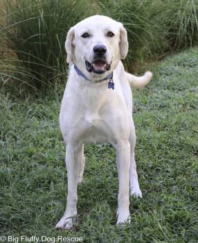 Ruby -  Labrador Retriever Dog for Adoption in Nashville, Tennessee - Ruby | PetCurious