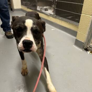 Rescue Mixed Breed Dogs for Adoption in Asheville, North Carolina - Ringo | PetCurious