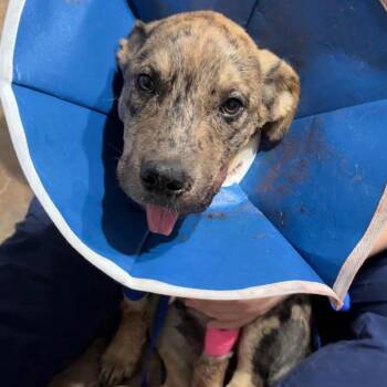 Catahoula Leopard Dog Dogs Available for Adoption in Hackett, Arkansas - Chance | PetCurious