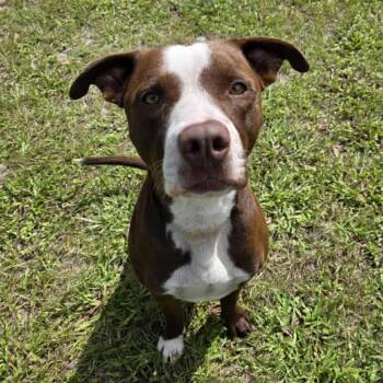 Rescue Mixed Breed Dogs for Adoption in Umatilla, Florida - Chief | PetCurious