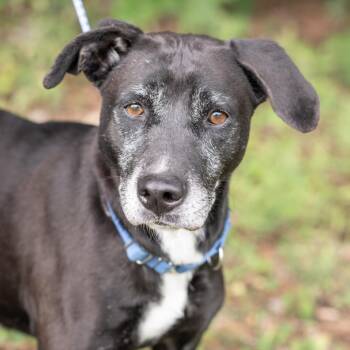 CLARABELLE-30590 -  Labrador Retriever Dog Available for Adoption in Memphis, Tennessee - CLARABELLE-30590 | PetCurious