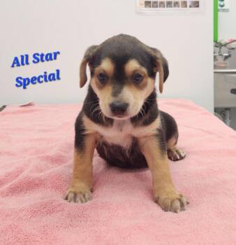 All Star Special -  Australian Shepherd Dog for Adoption in Cambridge, Maryland - All Star Special | PetCurious