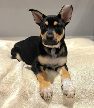 Aspen -  Hound and Shepherd Dog for Adoption in Sunnyvale, California - Aspen | PetCurious