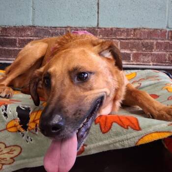 Bennie -  Labrador Retriever and Rottweiler Dog for Adoption in Marion, Illinois - Bennie | PetCurious