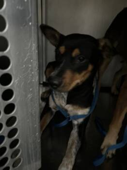 Rescue Shepherd and Mixed Breed Dogs for Adoption in Fort Worth, Texas - 59703756 | PetCurious