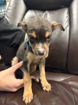 Pioppino -  Australian Cattle Dog Blue Heeler Dog for Adoption in Carson City, Nevada - Pioppino | PetCurious