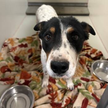 Velcro -  Mixed Breed Dog for Adoption in Flagstaff, Arizona - Velcro | PetCurious