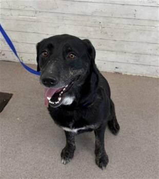 Labrador Retriever and Mixed Breed Dogs Available for Adoption - AVERY | PetCurious