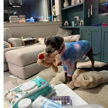 Great Dane Dogs Available for Adoption - Dahlia | PetCurious