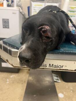 Jones -  Mixed Breed Dog for Adoption in Mobile, Alabama - Jones | PetCurious