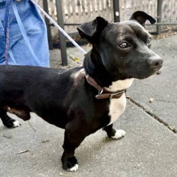 Dachshund Dogs Available for Adoption - Dewey | PetCurious