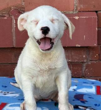 Sadie -  Mixed Breed Dog for Adoption in Groveland, Massachusetts - Sadie | PetCurious