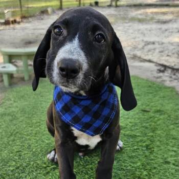 Rescue Hound and Retriever Dogs for Adoption in Bonifay, Florida - Baylor (Coming Soon) | PetCurious