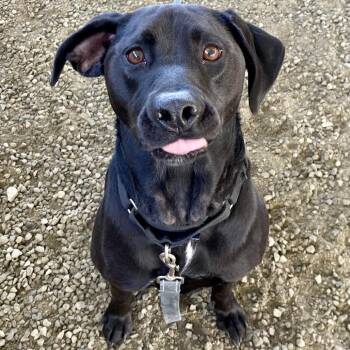 Anabelle Minnie -  Hound Dog for Adoption in Ballston Spa, New York - Anabelle Minnie | PetCurious