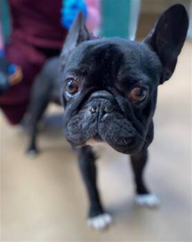 French Bulldog and Boston Terrier Dogs Available for Adoption - A269776 | PetCurious