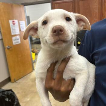 Kaiser 052907U -  Shepherd and Mixed Breed Dog for Adoption in Tupelo, Mississippi - Kaiser 052907U | PetCurious