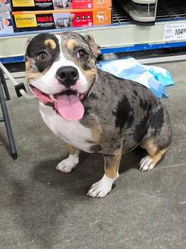 Exotic (in a FOSTER home) -  Pit Bull Terrier Dog for Adoption in Springfield, Illinois - Exotic (in A FOSTER Home) | PetCurious