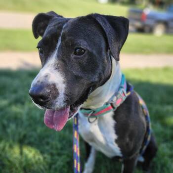 Ava -  Mixed Breed Dog for Adoption in Davenport, Iowa - Ava | PetCurious