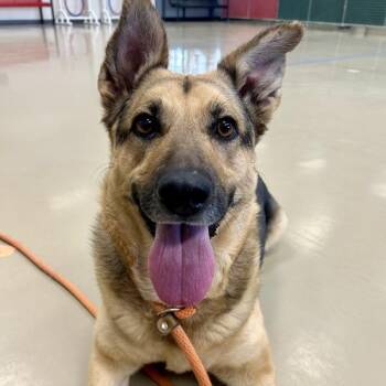 German Shepherd Dog Dogs Available for Adoption in Des Moines, Iowa - Sadie | PetCurious