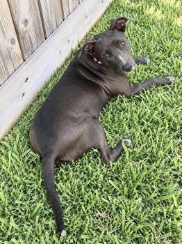 Honey Comb -  American Staffordshire Terrier and Mixed Breed Dog for Adoption in Saugus, Massachusetts - Honey Comb | PetCurious
